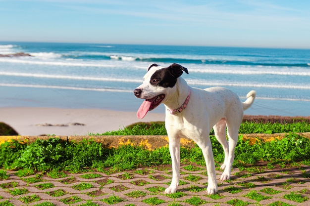 Nahaufnahmeaufnahme des Schwarzweiss-Russell-Terriers am Strand
