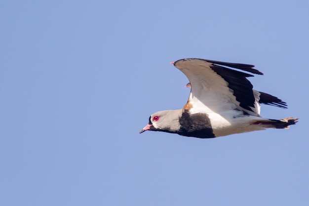 Nahaufnahmeaufnahme des südlichen Kiebitzes auf Flug unter dem blauen Himmel