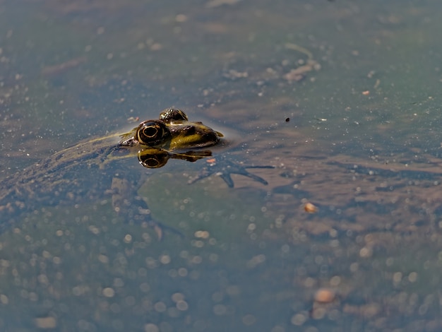 Nahaufnahmeaufnahme des Sumpffrosches Pelophylax ridibundus im See in Europa