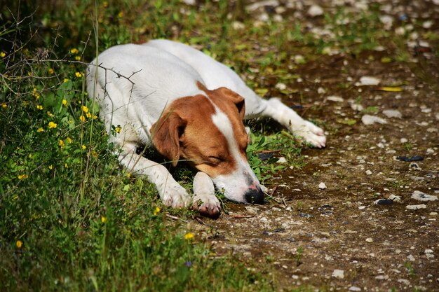 Nahaufnahmeaufnahme des wilden Hundes, der in der maltesischen Landschaft schläft.