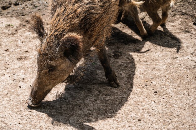 Nahaufnahmeaufnahme des Wildschweins, das auf dem Boden in einem Zoo an einem sonnigen Tag füttert
