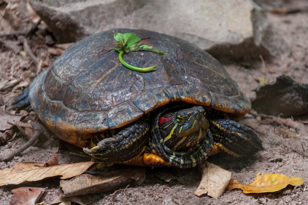 Nahaufnahmeaufnahme einer alten Schildkröte im Dschungel nahe Felsformationen