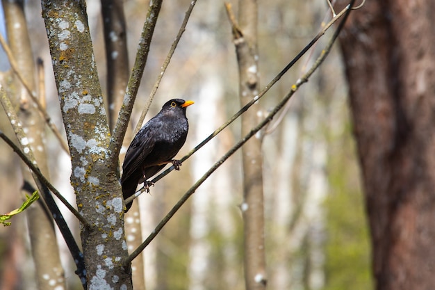 Kostenloses Foto nahaufnahmeaufnahme einer amsel, die auf einem ast mit unscharfem hintergrund thront