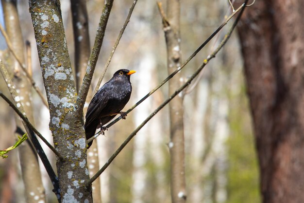 Nahaufnahmeaufnahme einer Amsel, die auf einem Ast mit unscharfem Hintergrund thront