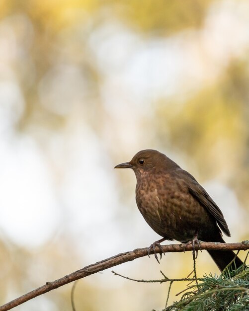 Nahaufnahmeaufnahme einer Amsel, die auf einem Ast thront