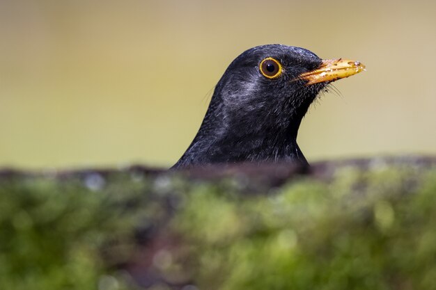 Nahaufnahmeaufnahme einer Amsel im Feld im Wald