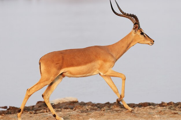 Nahaufnahmeaufnahme einer Antilope, die auf felsigem Boden läuft