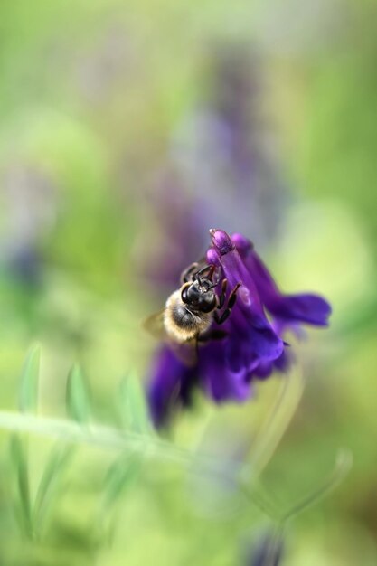 Nahaufnahmeaufnahme einer Biene, die eine purpurrote Blume bestäubt