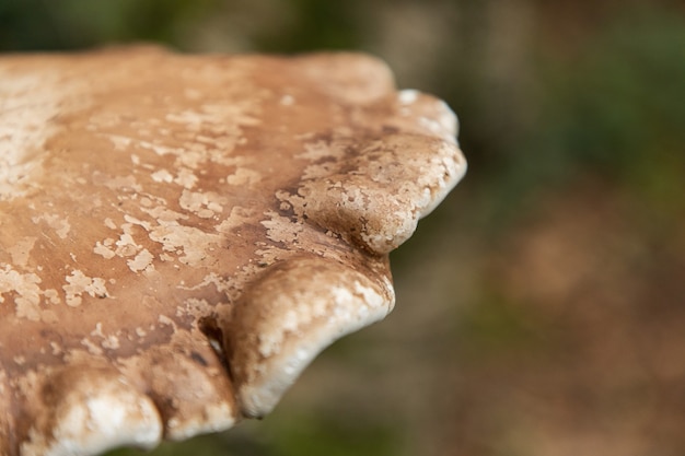 Kostenloses Foto nahaufnahmeaufnahme einer birch polypore common white bracket in thornecombe woods, dorchester, dorset, großbritannien