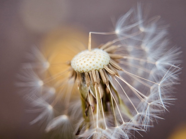 Nahaufnahmeaufnahme einer Blowball-Blume für Tapete und Hintergrund