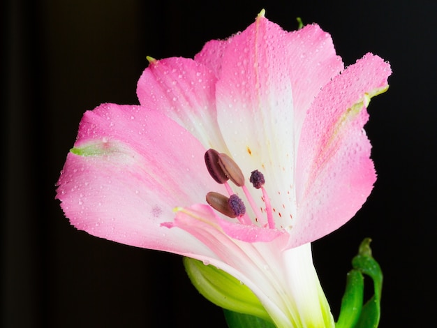 Kostenloses Foto nahaufnahmeaufnahme einer blühenden peruanischen lilienblume mit tau oben auf einem schwarz