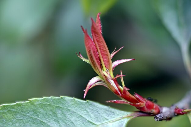 Nahaufnahmeaufnahme einer Blume auf einer Pflanze