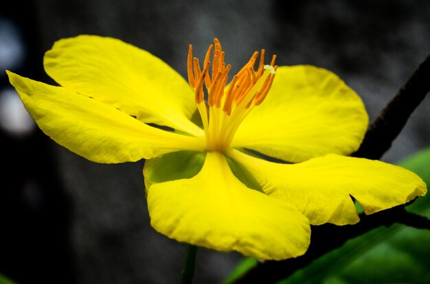 Nahaufnahmeaufnahme einer Blume mit gelben Blütenblättern während des Tages