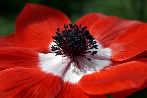 Nahaufnahmeaufnahme einer Blume mit Staubblättern