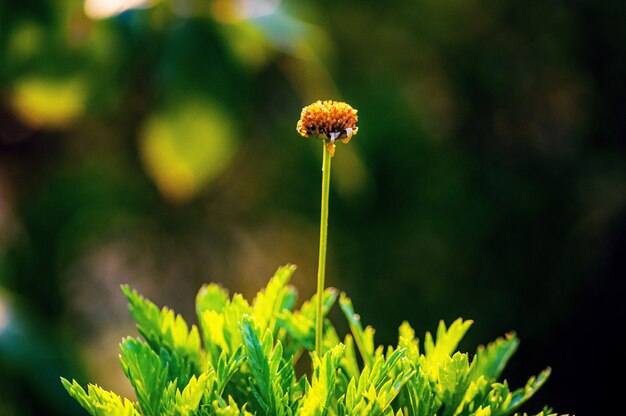 Nahaufnahmeaufnahme einer Chrysanthemenblume