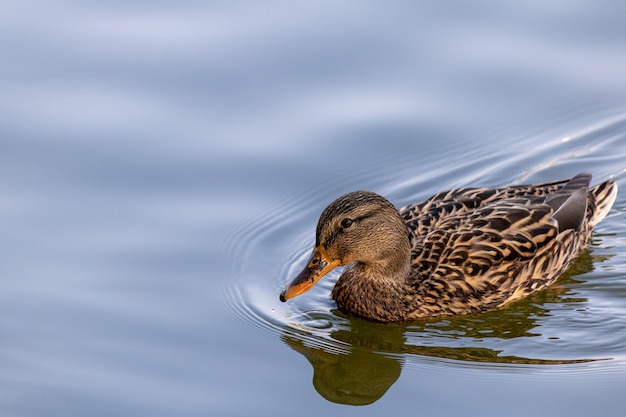 Nahaufnahmeaufnahme einer Ente, die anmutig im Teich schwimmt