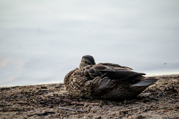 Nahaufnahmeaufnahme einer Ente, die auf dem Boden nahe dem Meer sitzt