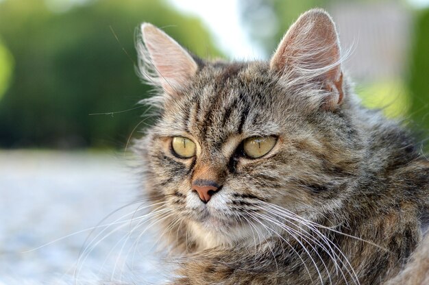 Nahaufnahmeaufnahme einer entzückenden Katze mit grünen Augen