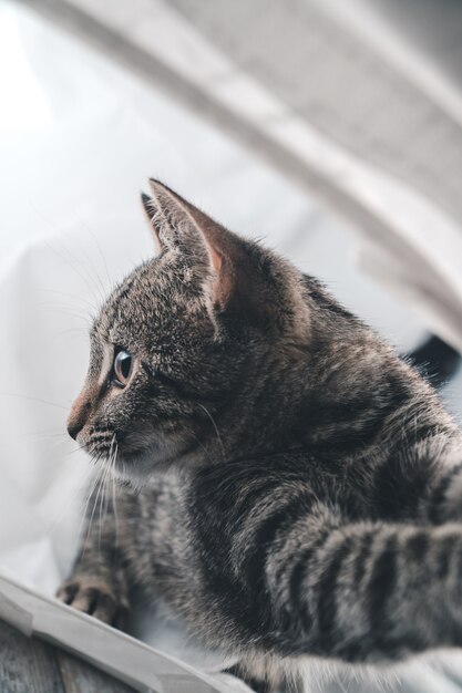 Nahaufnahmeaufnahme einer entzückenden niedlichen grauen Katze drinnen