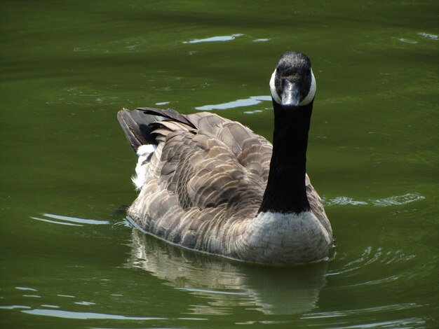 Nahaufnahmeaufnahme einer erwachsenen Kanadagans, die in einem Teich in Brüssel, Belgien schwimmt