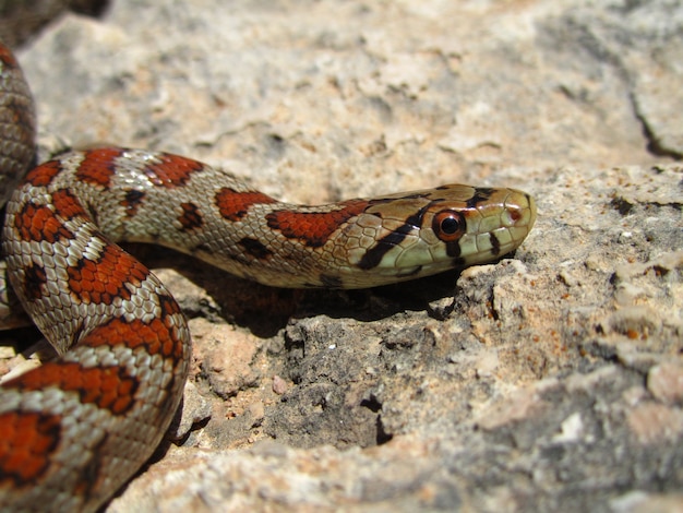 Nahaufnahmeaufnahme einer europäischen Rattenschlange, die auf einem Felsen kriecht