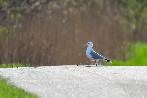 Nahaufnahmeaufnahme einer europäischen Silbermöwe, die auf dem Boden geht