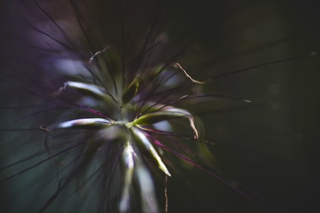 Nahaufnahmeaufnahme einer exotischen Blume mit transparenten Blütenblättern