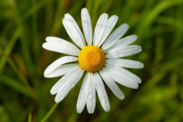 Nahaufnahmeaufnahme einer Gänseblümchenblume mit einer Unschärfe