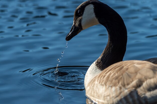 Nahaufnahmeaufnahme einer Gans, die tagsüber in einem See schwimmt