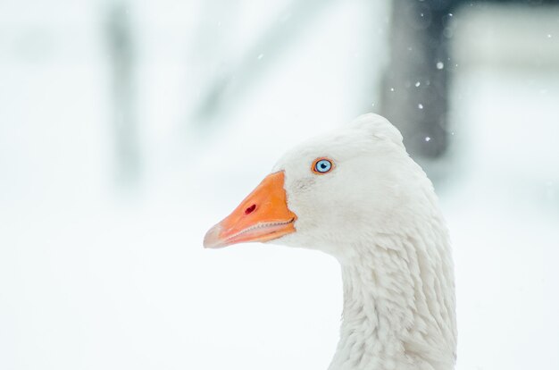 Nahaufnahmeaufnahme einer Gans in einem Feld während eines Schneefalls