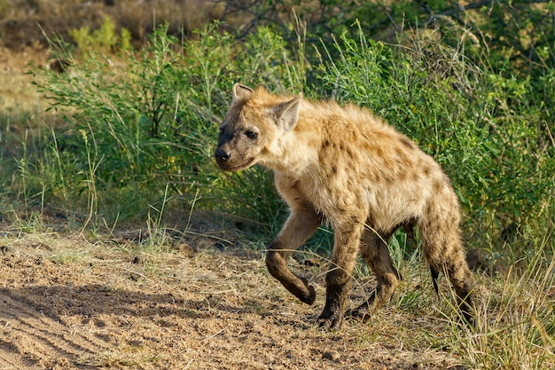 Nahaufnahmeaufnahme einer gefleckten Hyäne, die in einem grünen Feld in einem sonnigen Wetter geht