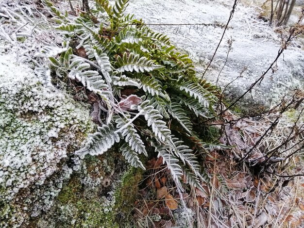 Nahaufnahmeaufnahme einer gefrorenen Pflanze im Wald in Larvik, Norwegen