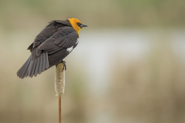 Nahaufnahmeaufnahme einer gelbköpfigen Amsel auf einer Pflanze