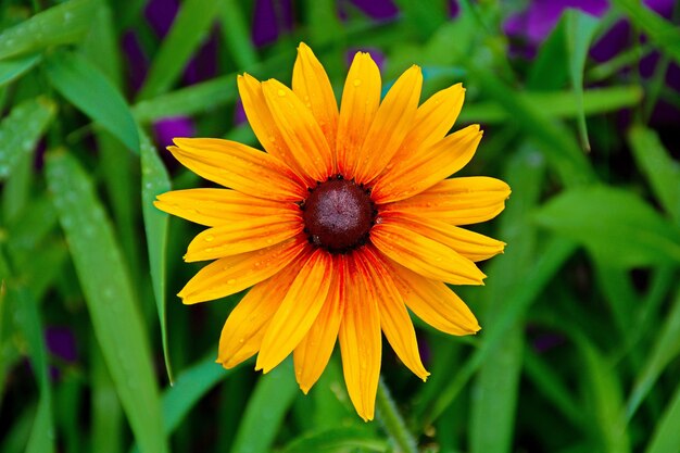 Nahaufnahmeaufnahme einer gelbroten Blume mit brauner Mitte