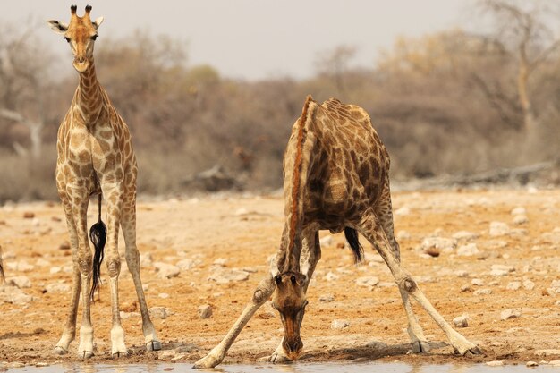 Nahaufnahmeaufnahme einer Giraffe, die entlang eines flachen Flussufers und eines anderen Trinkwassers steht