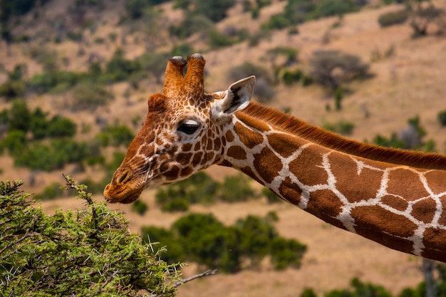 Nahaufnahmeaufnahme einer Giraffe, die in einem Dschungel weidet, der in Kenia, Nairobi, Samburu gefangen genommen wird