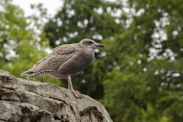 Nahaufnahmeaufnahme einer großen braunen Möwe, die auf einem Felsen thront