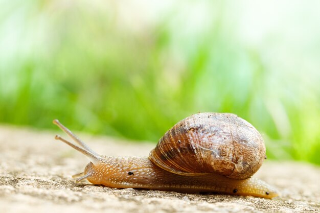 Nahaufnahmeaufnahme einer großen Schnecke, die auf dem Boden herumkriecht