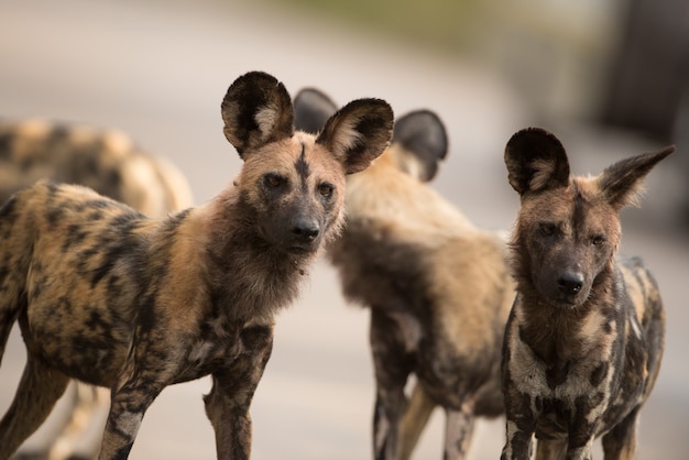 Kostenloses Foto nahaufnahmeaufnahme einer gruppe afrikanischer wildhunde