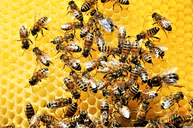 Nahaufnahmeaufnahme einer Gruppe von Bienen, die eine Honigbiene voll des köstlichen Honigs schaffen