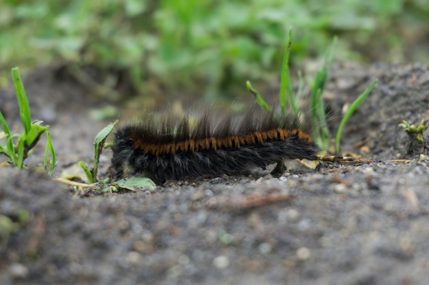 Nahaufnahmeaufnahme einer haarigen Raupe auf dem Boden