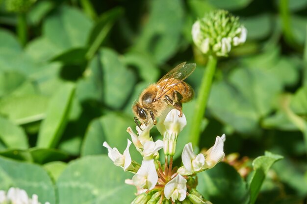 Nahaufnahmeaufnahme einer Honigbiene auf einer weißen Lavendelblume