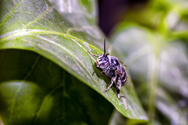 Nahaufnahmeaufnahme einer Hummel, die oben auf einem Blatt sitzt