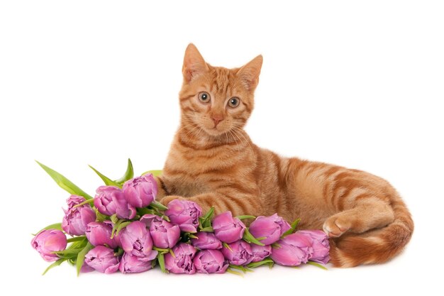 Nahaufnahmeaufnahme einer Ingwerkatze, die nahe einem Strauß purpurroter Tulpen lokalisiert auf einem weißen Hintergrund liegt