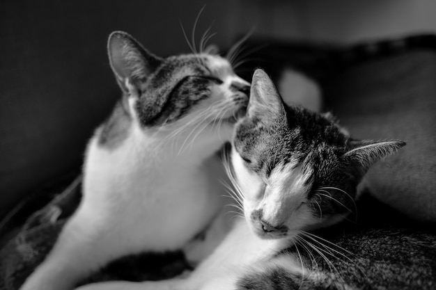 Nahaufnahmeaufnahme einer Katze, die eine andere Katze leckt, während sie auf dem Bett mit einem unscharfen Hintergrund liegt