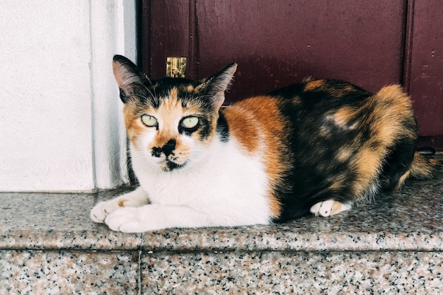 Nahaufnahmeaufnahme einer Katze, die in die Kamera starrt