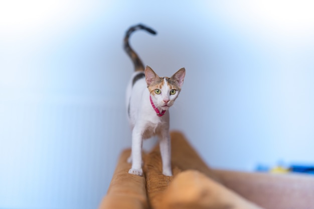 Nahaufnahmeaufnahme einer Katze, die in einer Couch im Wohnzimmer steht