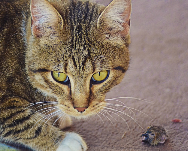 Kostenloses Foto nahaufnahmeaufnahme einer katze mit grünen augen und einem verärgerten blick