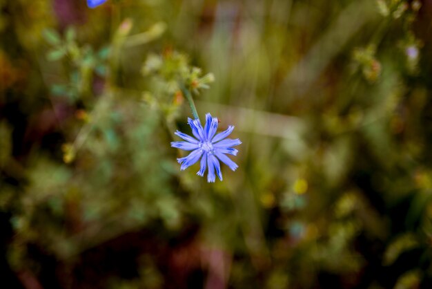 Nahaufnahmeaufnahme einer kleinen blauen Blume mit einem unscharfen natürlichen Hintergrund