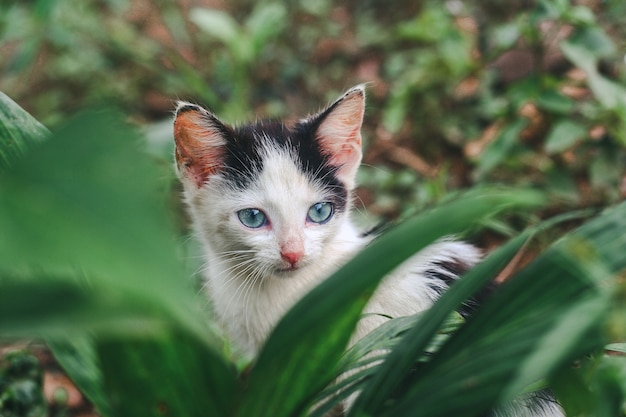 Nahaufnahmeaufnahme einer kleinen weißen Katze in der Natur